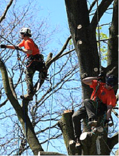 Cape Cod Cape Cod Tree Services services